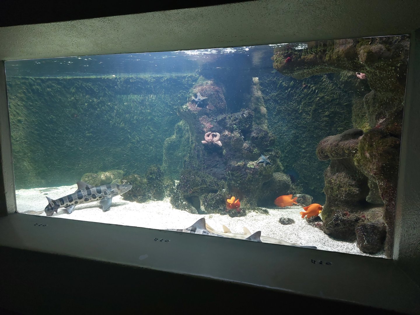 Vivarium - Californian tank