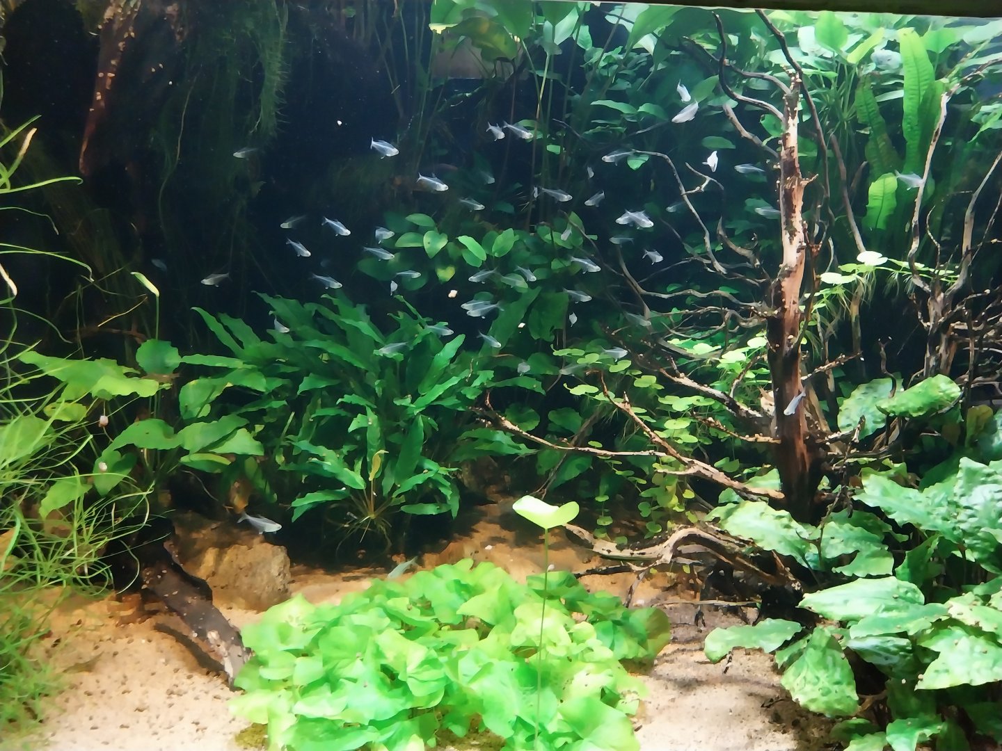 Vivarium - Camouflage under water