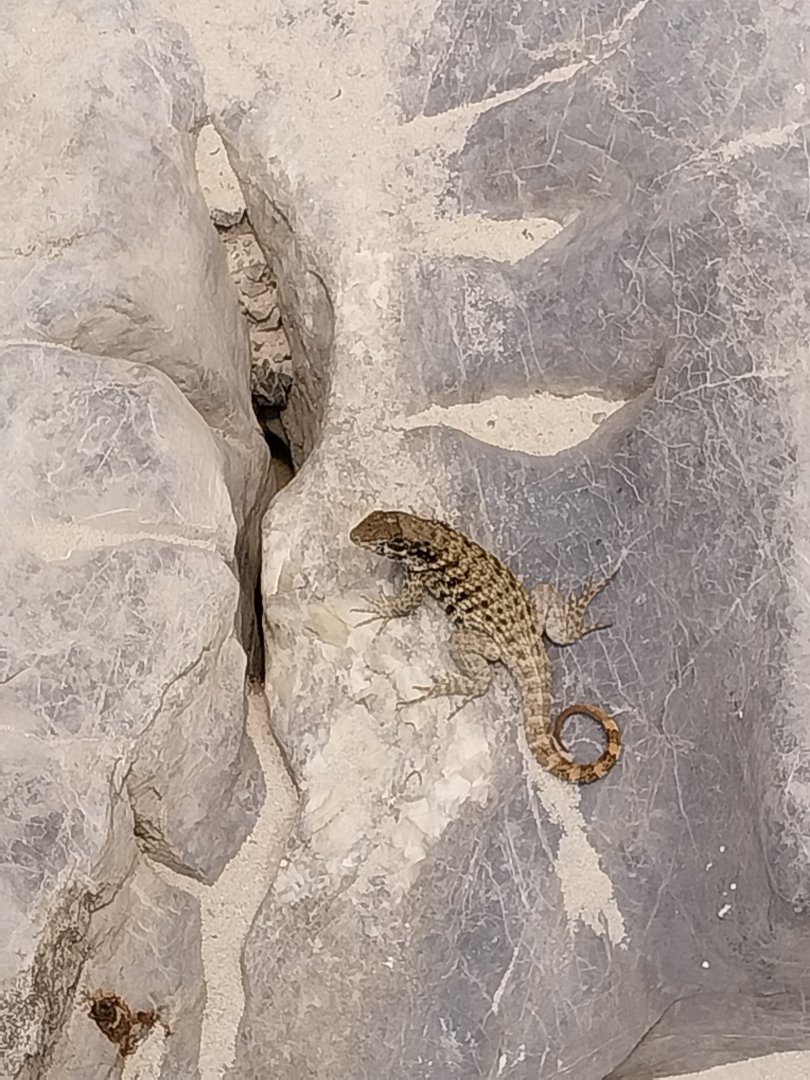 Vivarium - Caraibbean beach terrarium - Northern curly-tailed lizard (Leiocephalus carinatus)