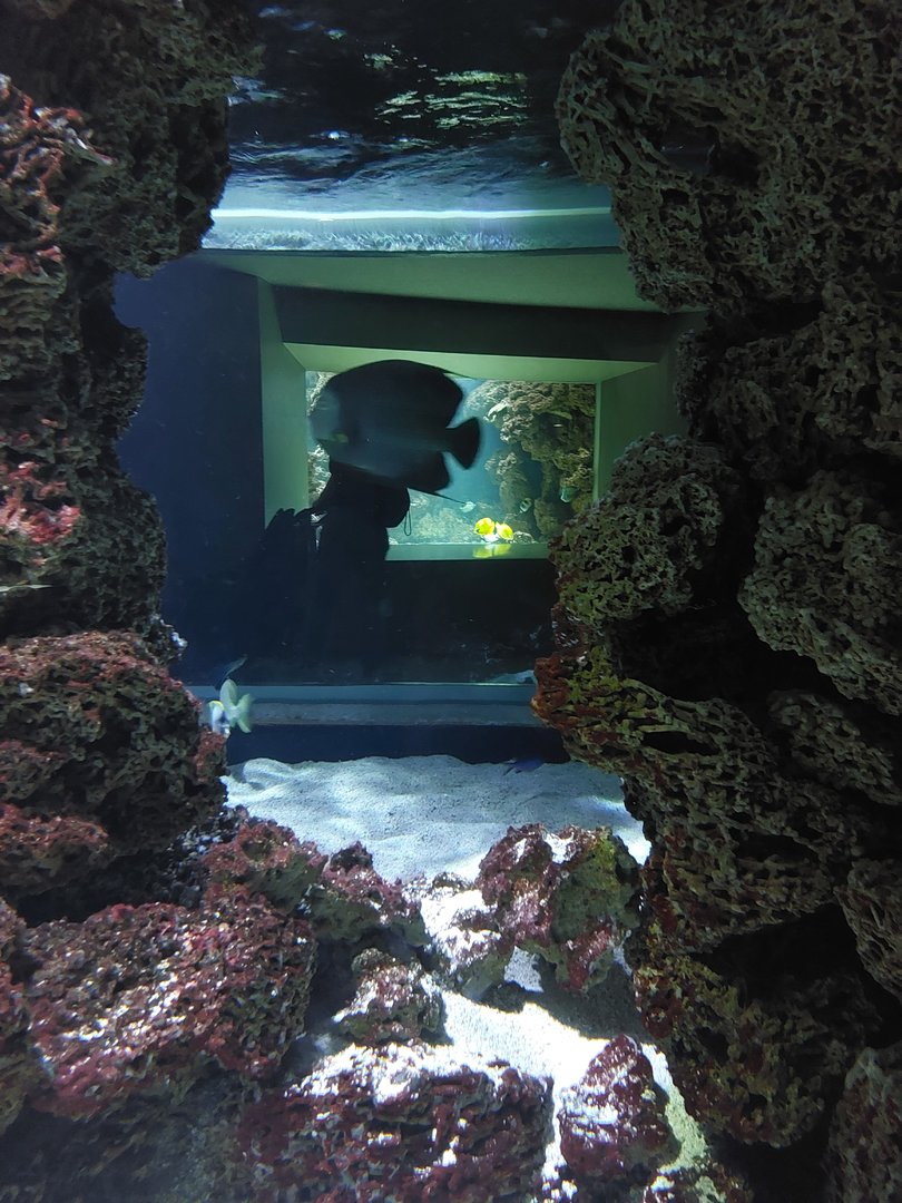 Vivarium - Caribbean tank