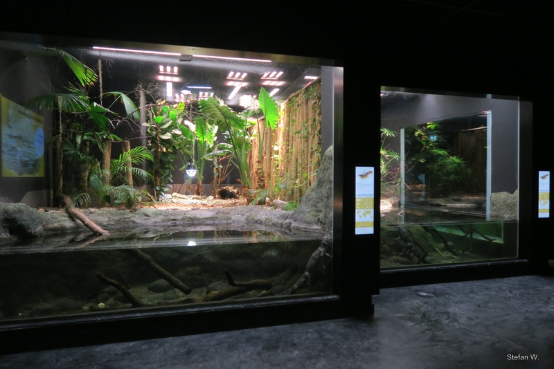 Vivarium - Chinese alligators