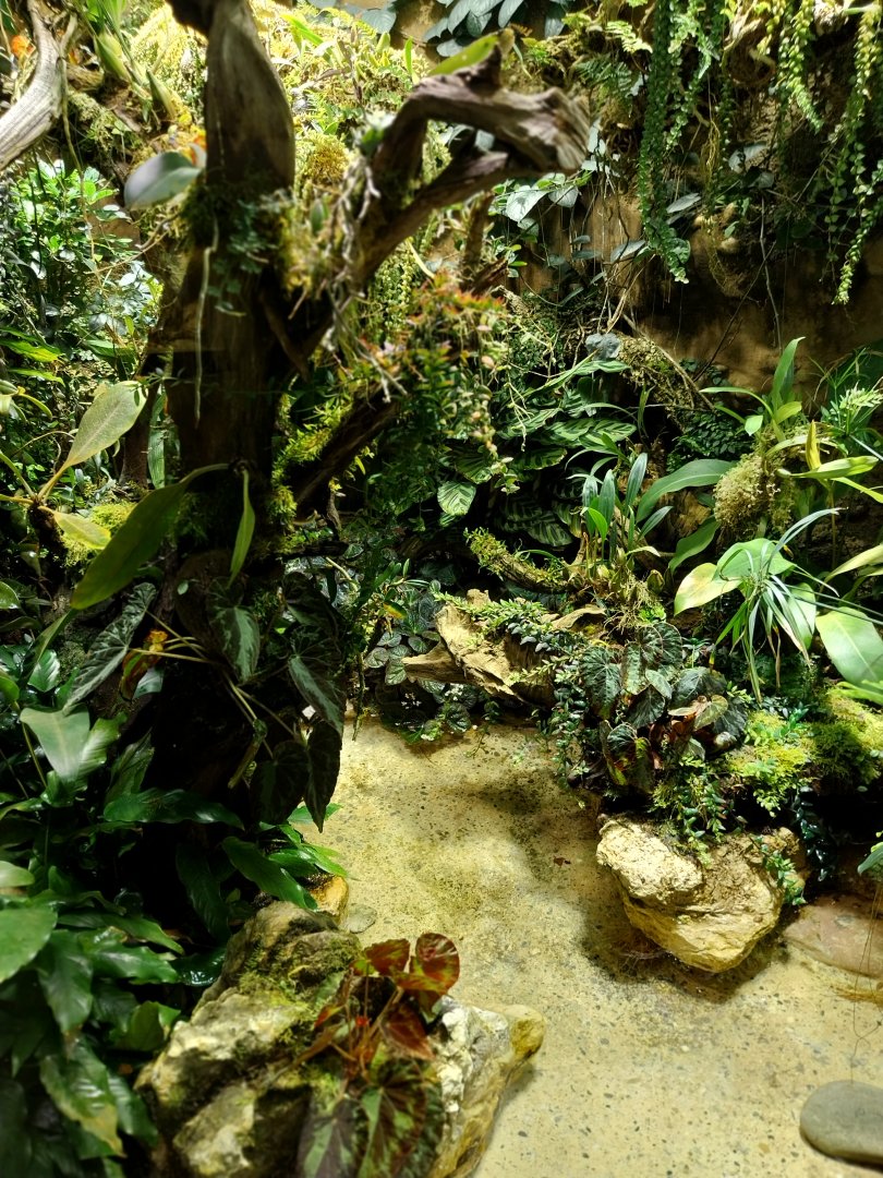 Vivarium - Chinese crocodile lizard enclosure