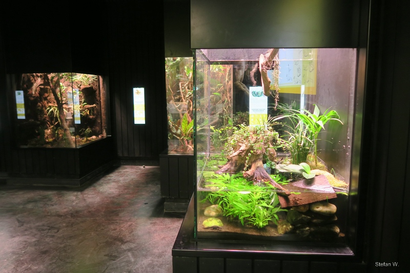 Vivarium - Chinese fire belly newt