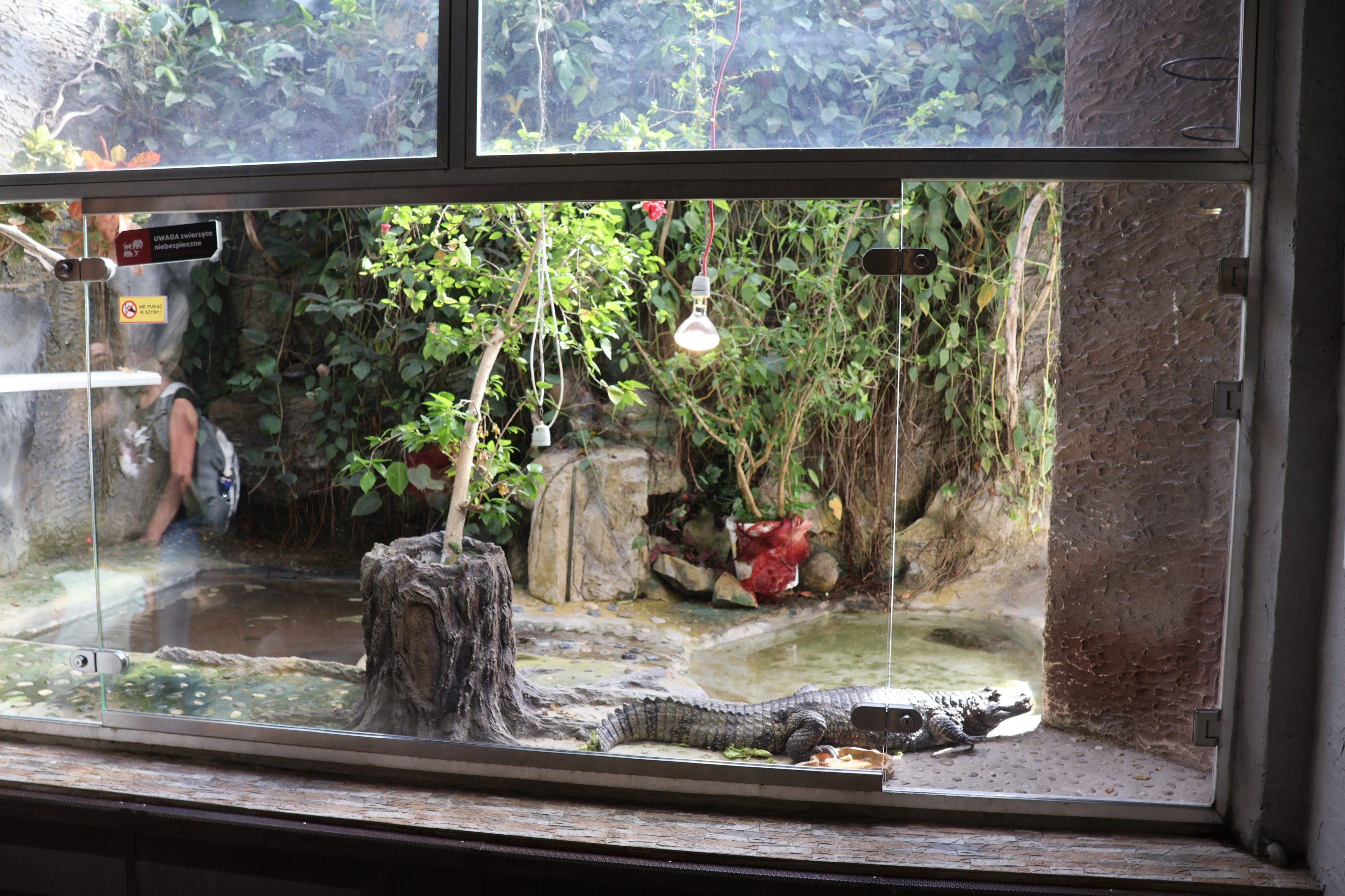 Vivarium - Colombia Spectacled Caiman (Caiman crocodilus crocodilus)