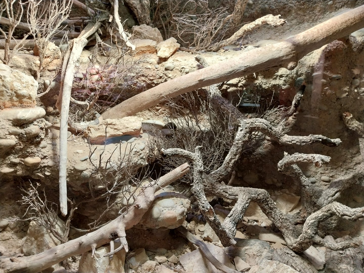 Vivarium - Common collared lizard enclosure