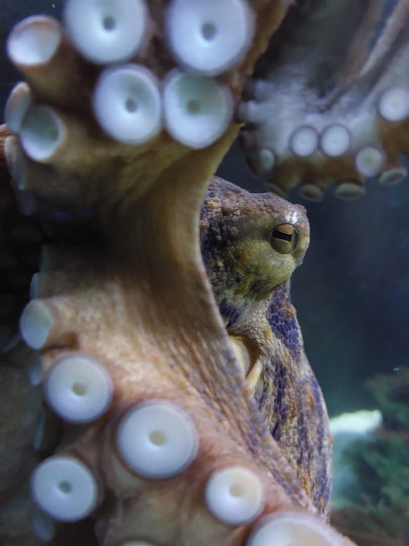 Vivarium - common octopus