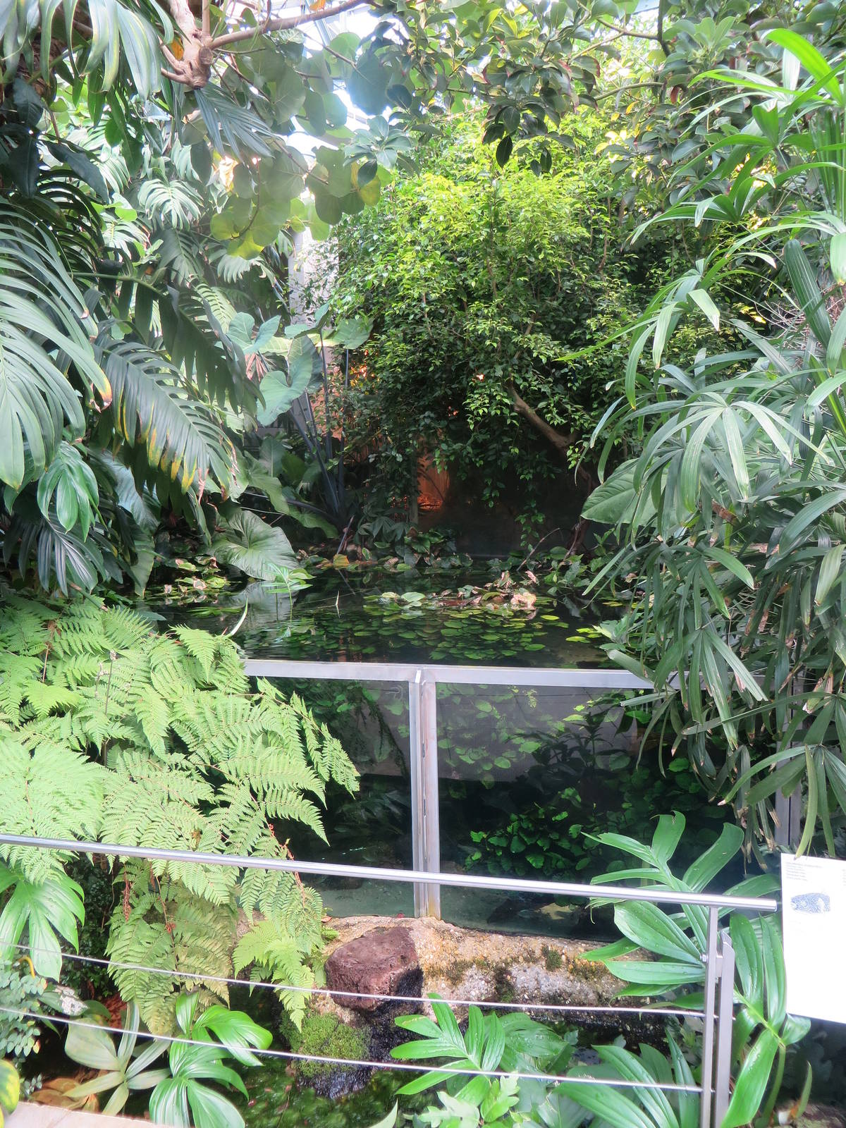 Vivarium - congo tank