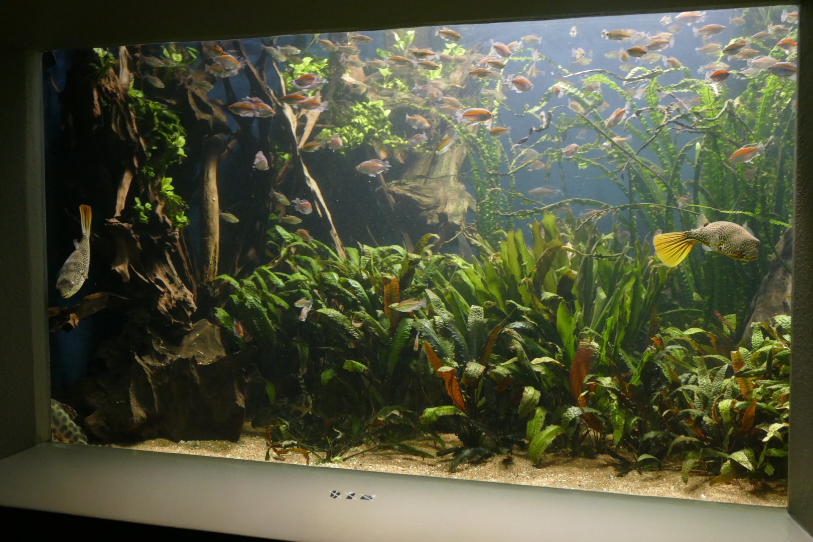 Vivarium- "Congo" Tank