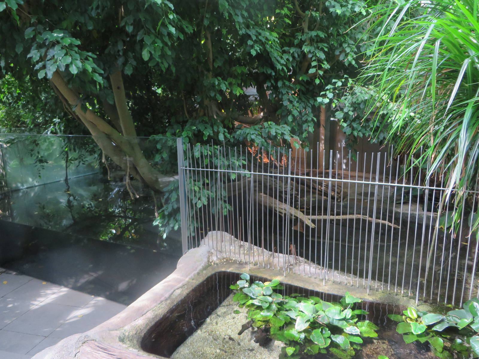 Vivarium - crocodile enclosure