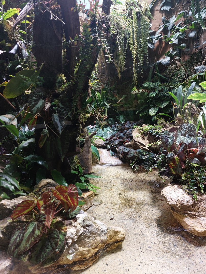 Vivarium - Crocodile lizard exhibit