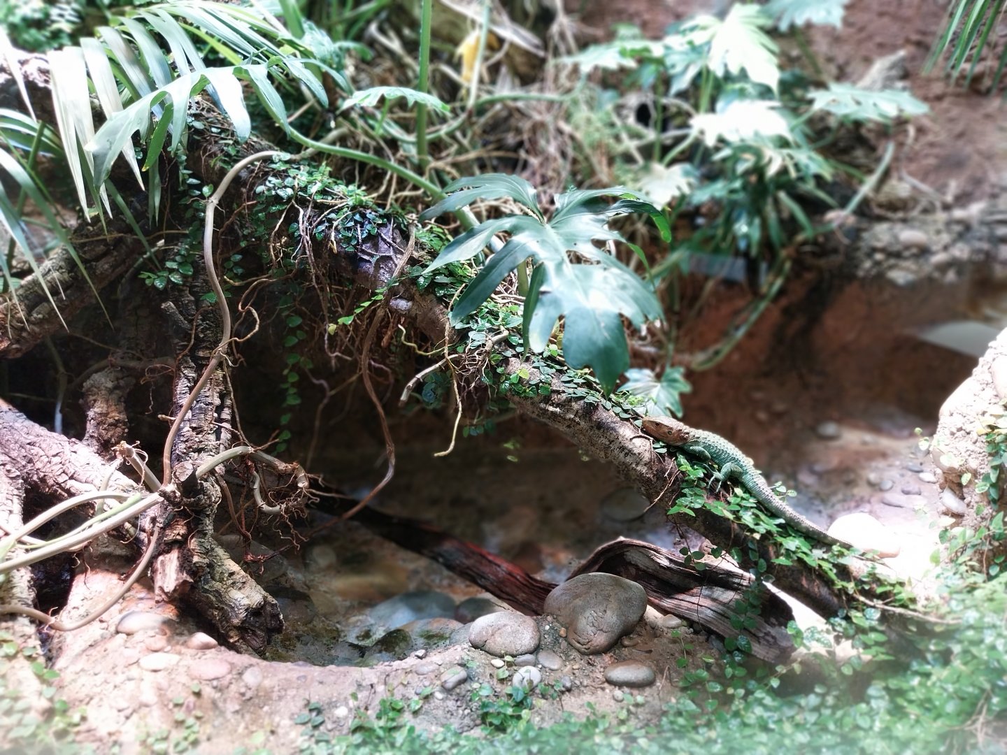 Vivarium - Crocodile tegu enclosure