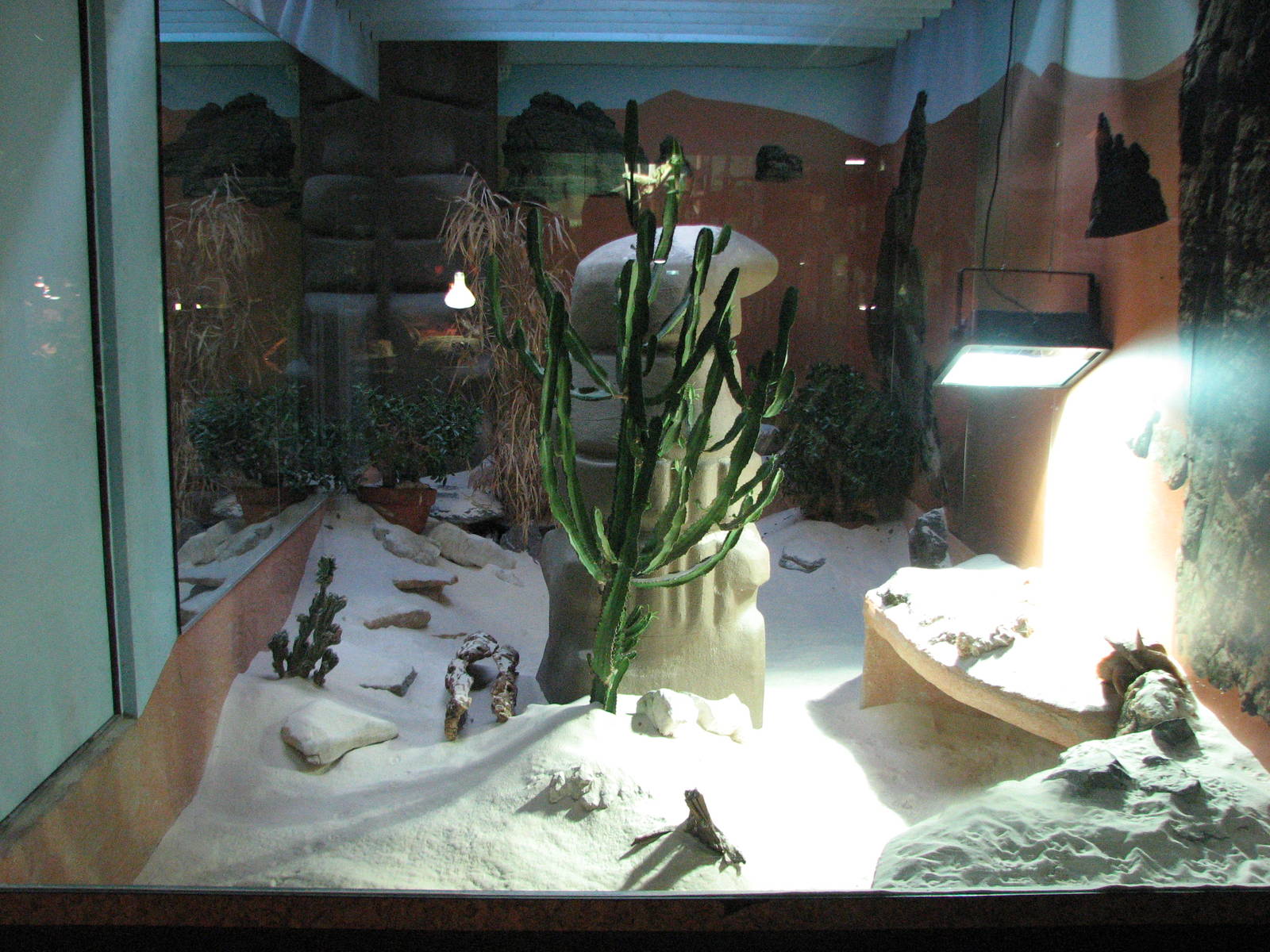 Vivarium de Lausanne 2006 - Fennec Fox exhibit