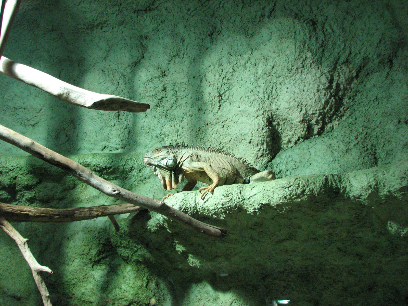 Vivarium de Lausanne 2006 - Green Iguana
