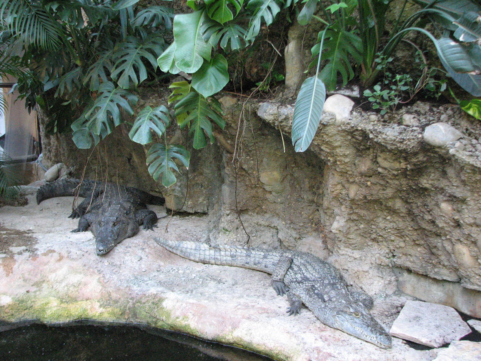 Vivarium de Lausanne 2006 - Nile Crocodiles?