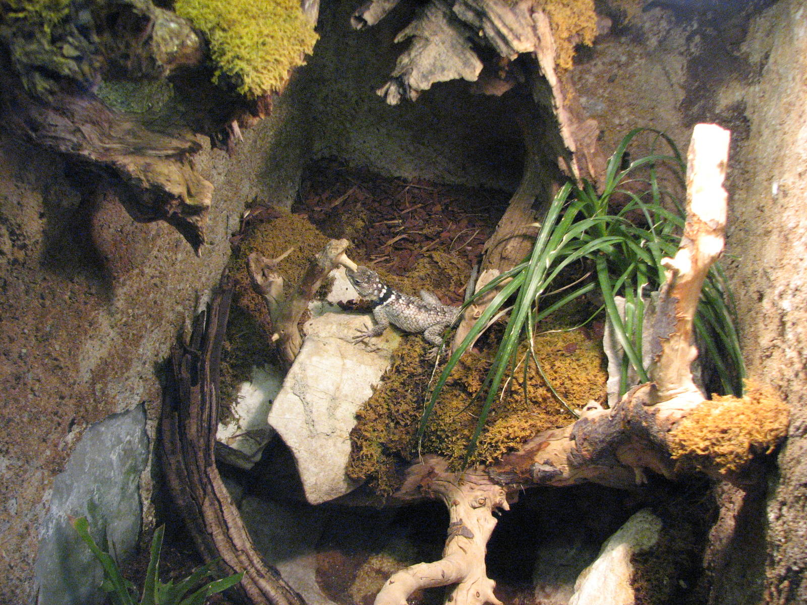 Vivarium de Lausanne 2006 - One of the lizard exhibits
