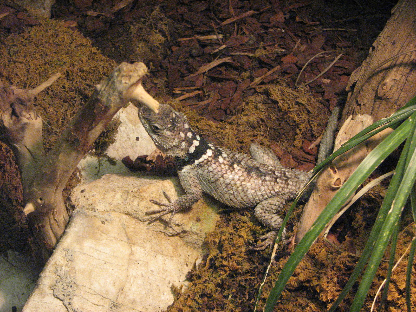 Vivarium de Lausanne 2006 - Which species is this?