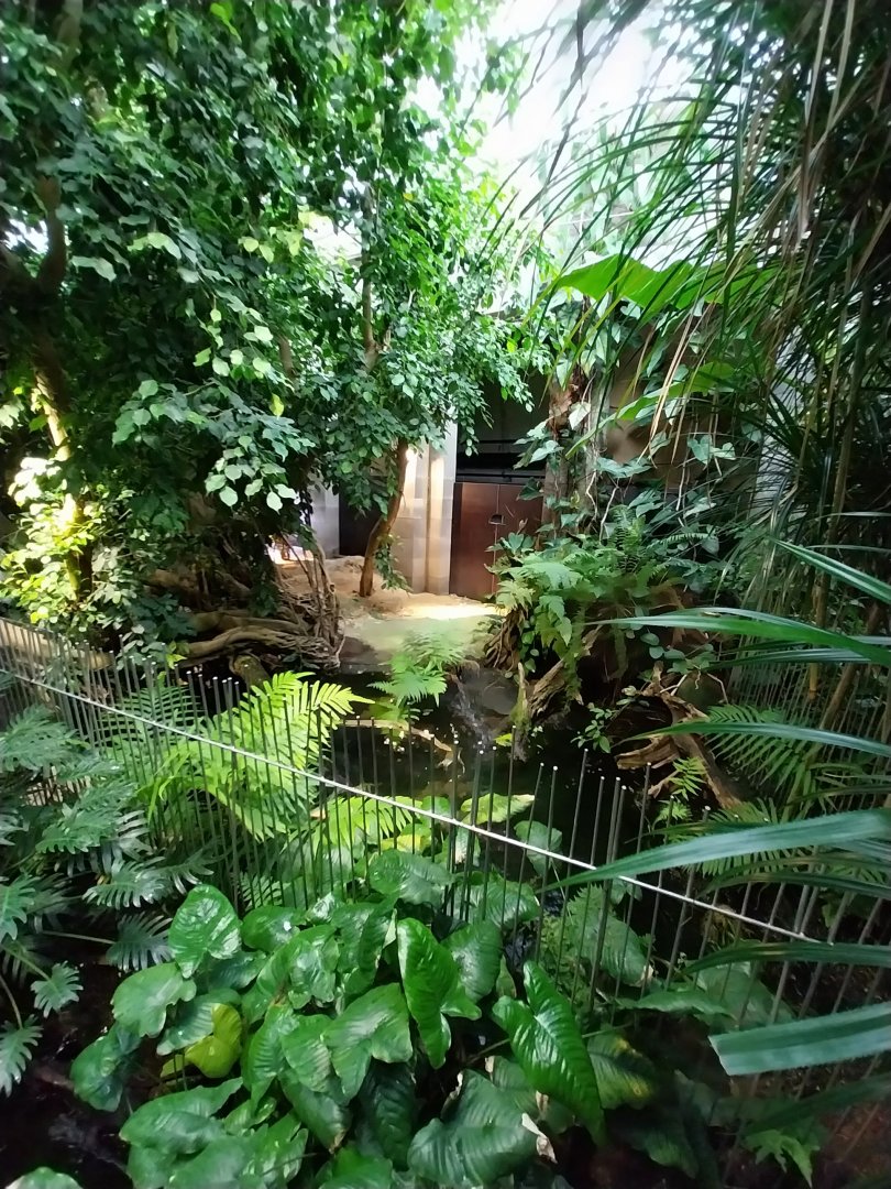 Vivarium - Dwarf crocodile enclosure