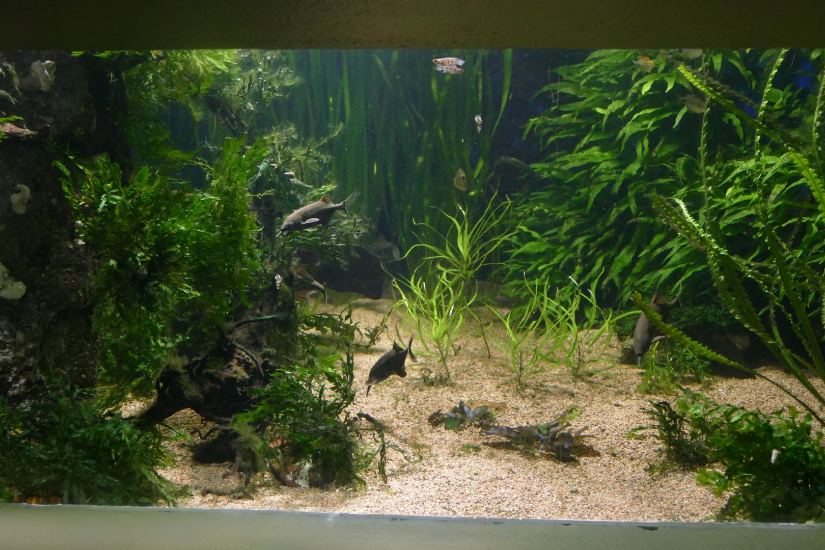 Vivarium- "Electric Fishes" Tank
