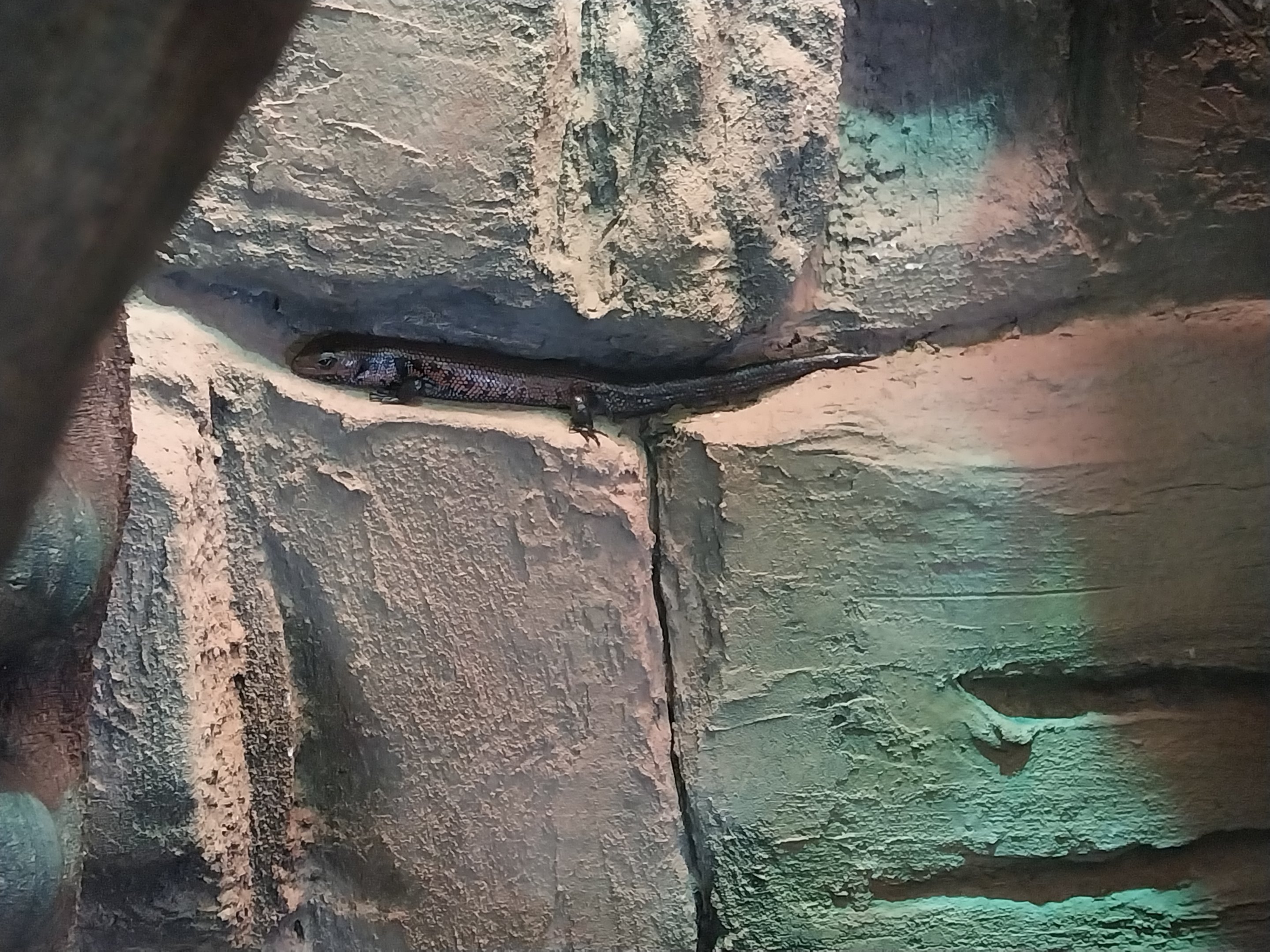 Vivarium - Fernand's skink (Lepidothyris fernandi)