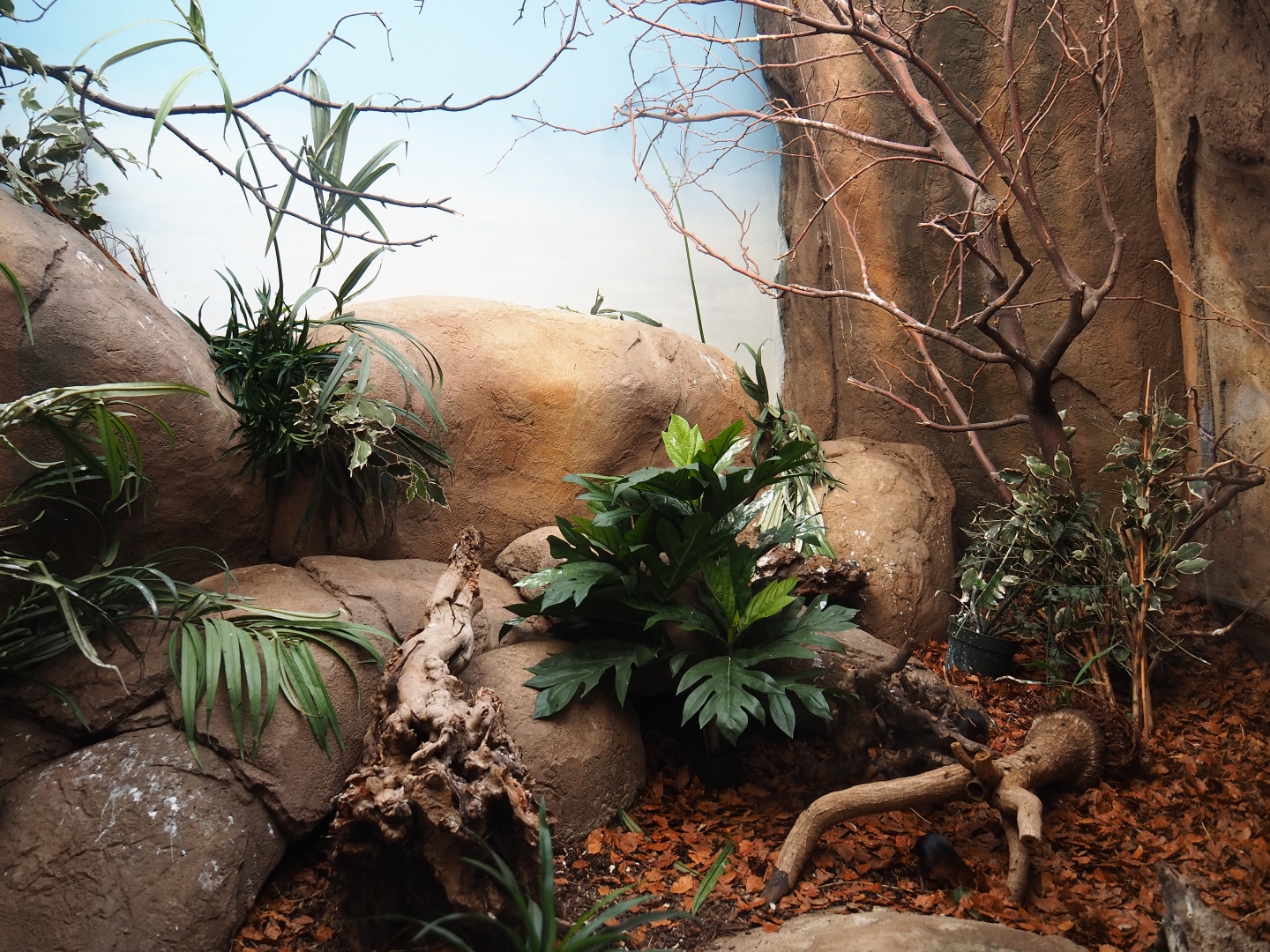 Vivarium for black-and-rufous sengi and snowy-crowned robin chat (Nov 10th, 2018)