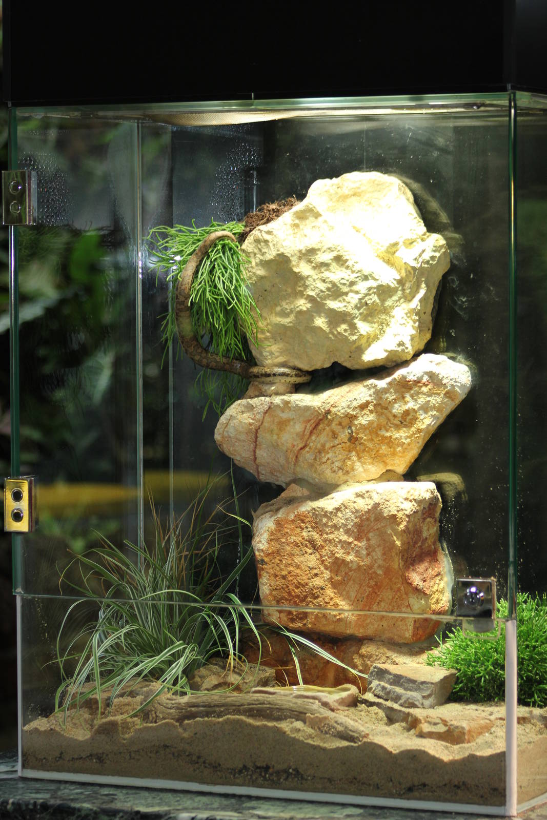 Vivarium for Tartar sand boa