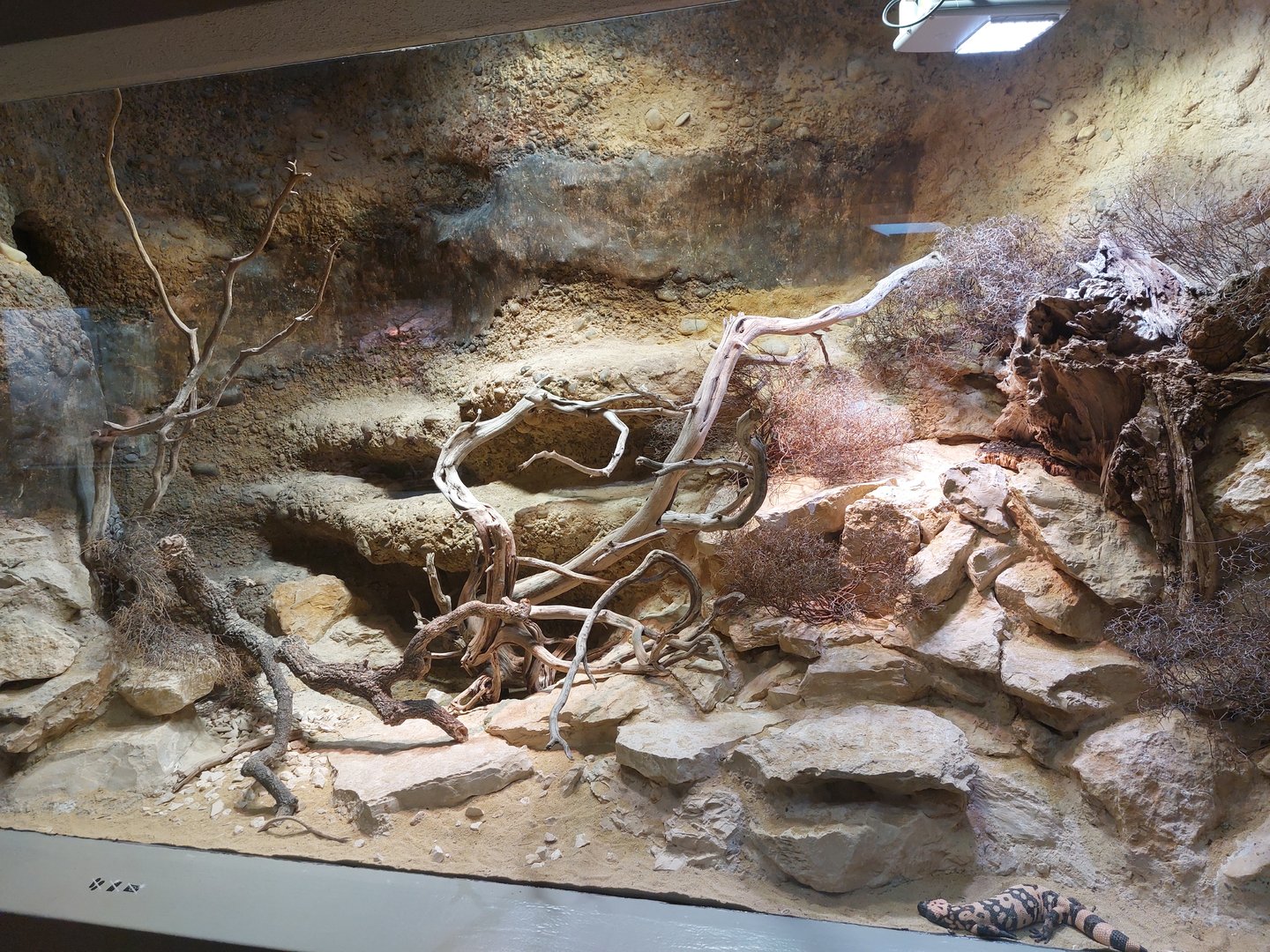 Vivarium - Gila monster exhibit