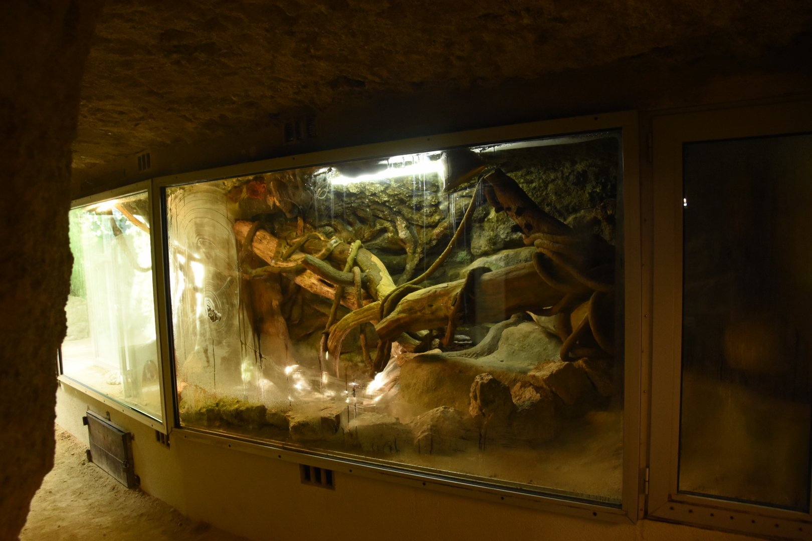 Vivarium - Green Anaconda terrarium