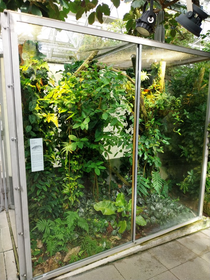 Vivarium - Green tree python enclosure