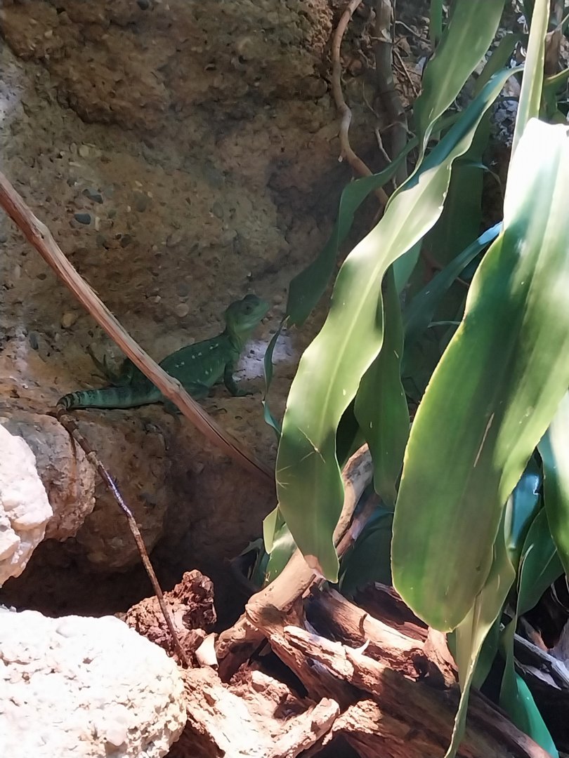 Vivarium - Guadeloupe enclosure - Plumed basilisk (Basiliscus plumifrons)
