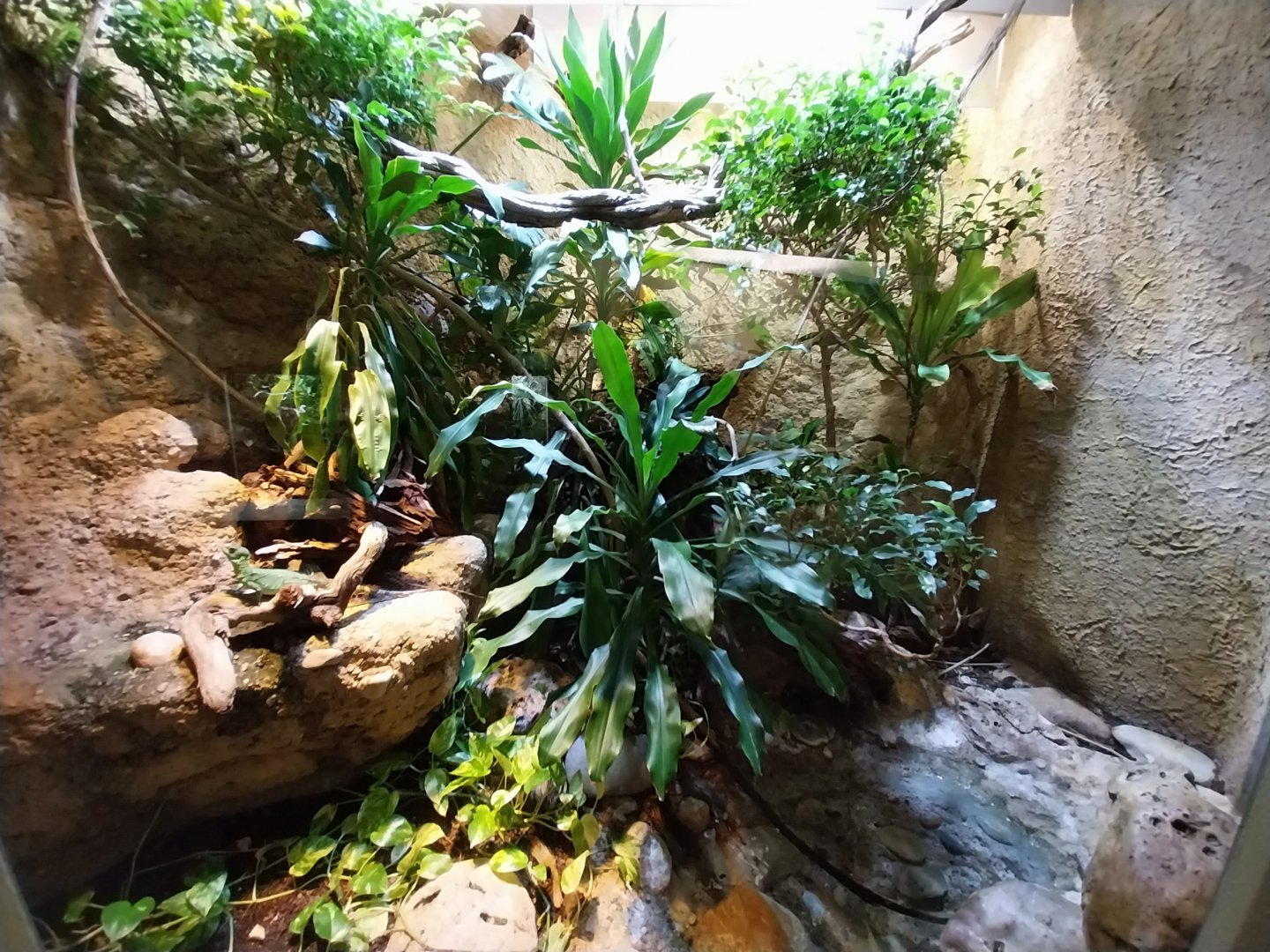 Vivarium - Guadeloupe enclosure