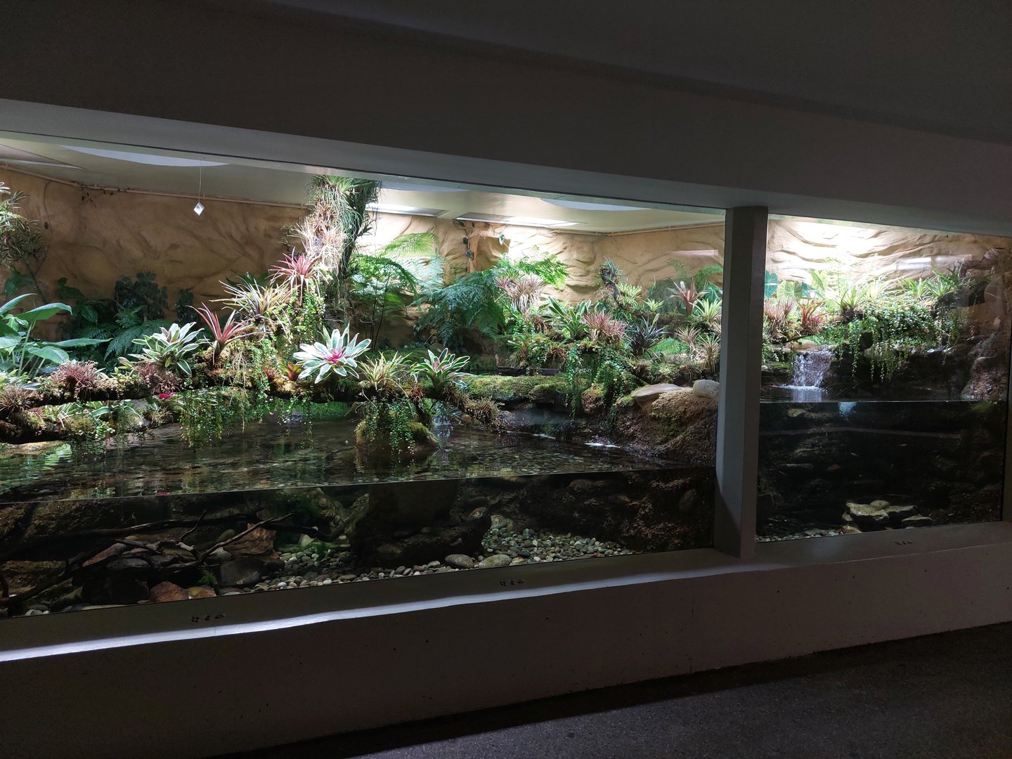 Vivarium - hellbender enclosure