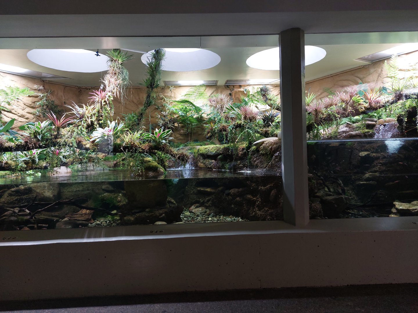 Vivarium - Hellbender exhibit
