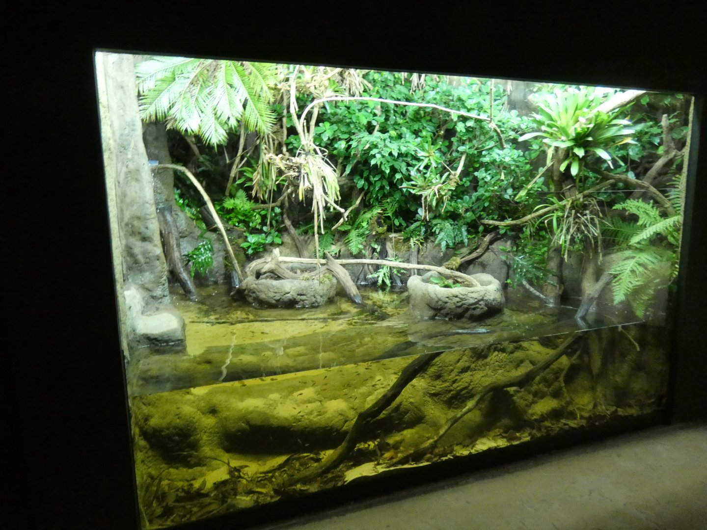 Vivarium in new Tropical House