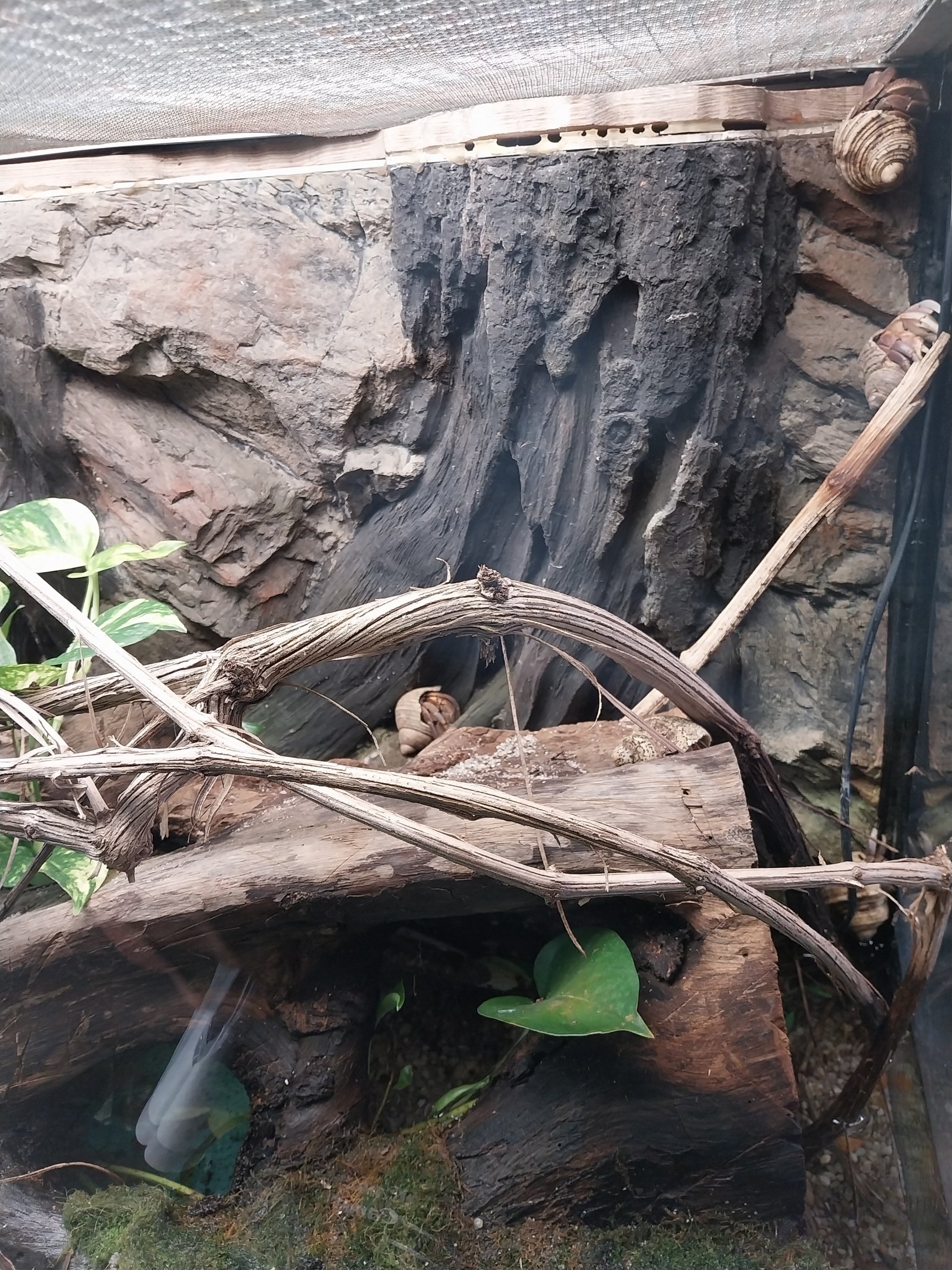 Vivarium - Indonesian hermit crab (Coenobita brevimanus)