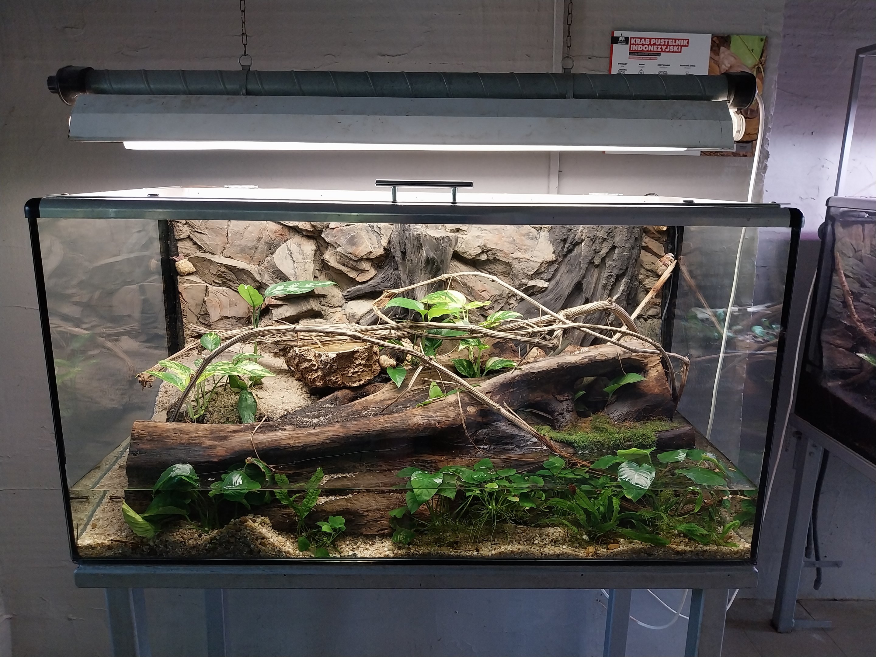 Vivarium - Indonesian hermit crab (Coenobita brevimanus)