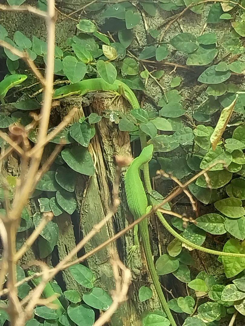 Vivarium - Japanese green grass lizard (Takydromus smaragdinus)