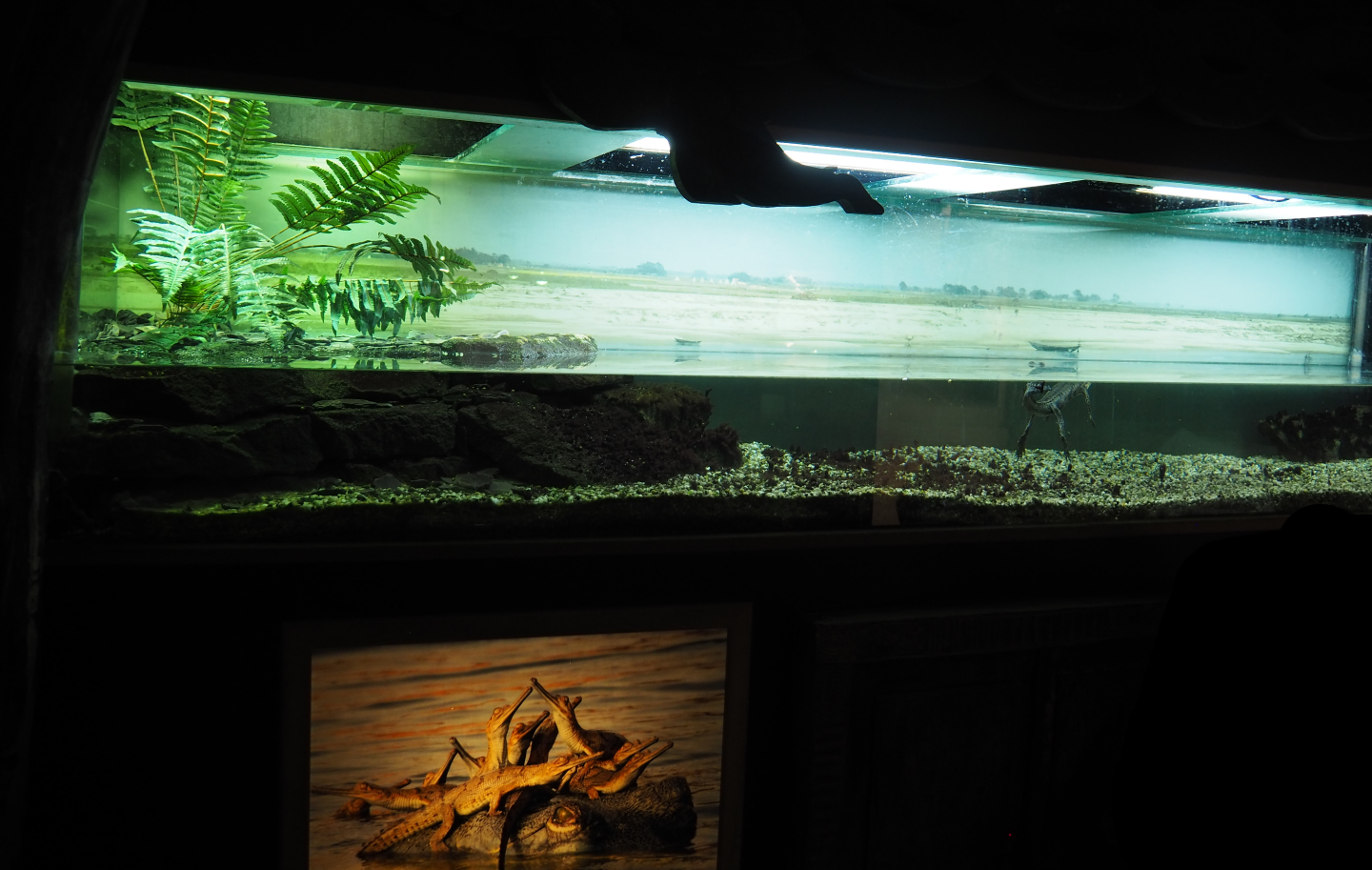 Vivarium Juvenile gharials, 2020-09-02