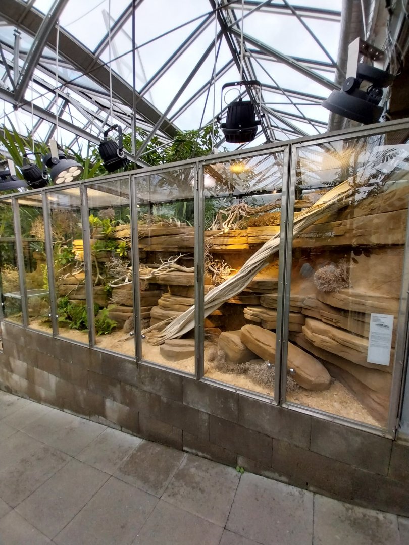 Vivarium - Kimberly rock monitor terrarium