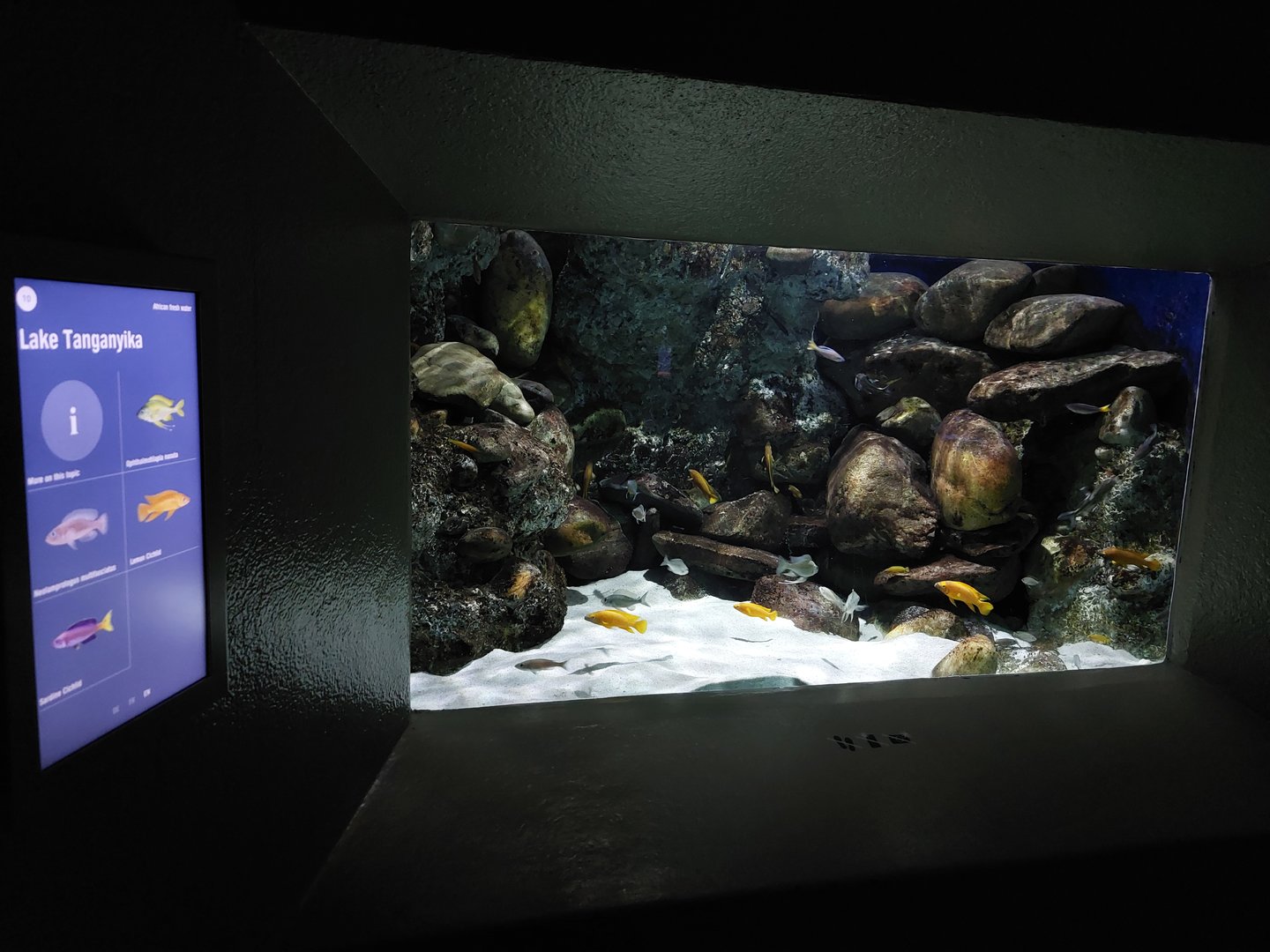 Vivarium - Lake Tanganyika aquarium
