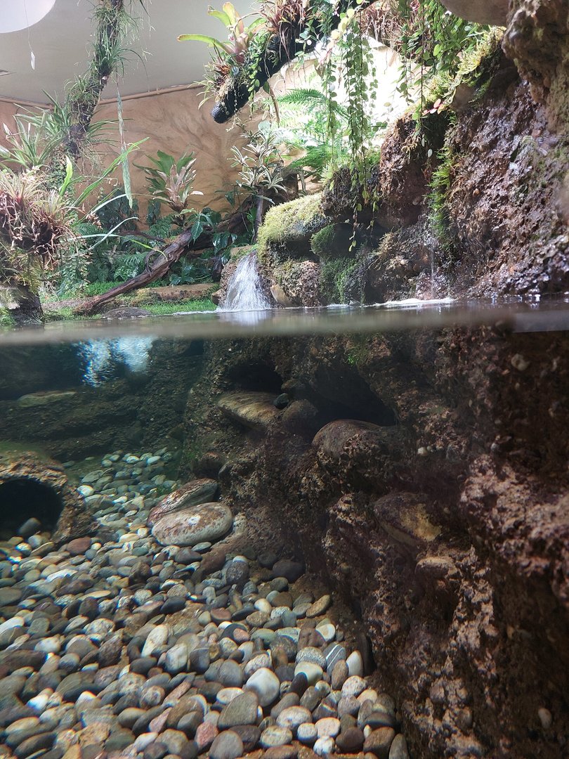 Vivarium - main hellbender tank
