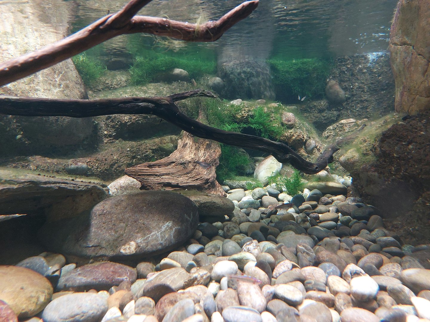 Vivarium - main hellbender tank