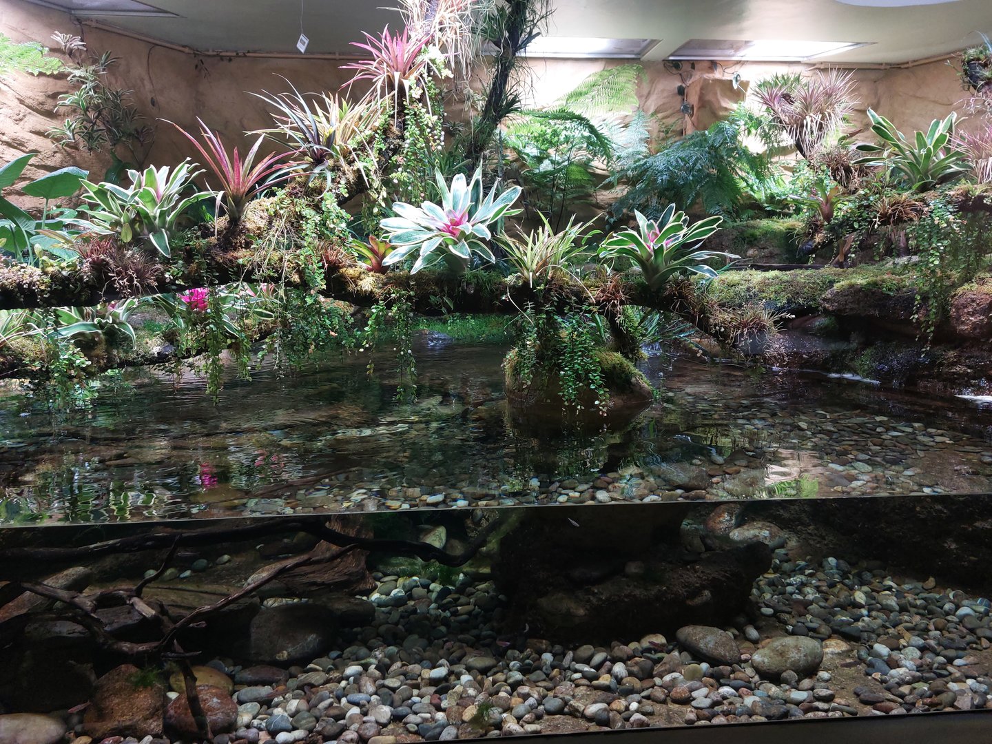 Vivarium - main hellbender tank