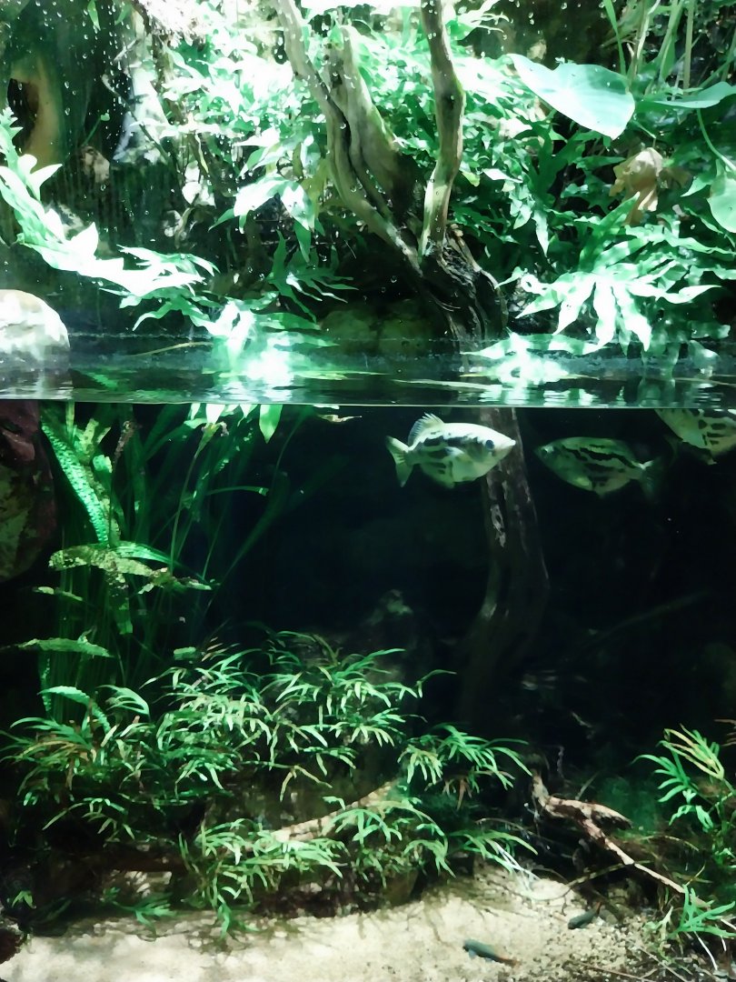 Vivarium - Mangrove