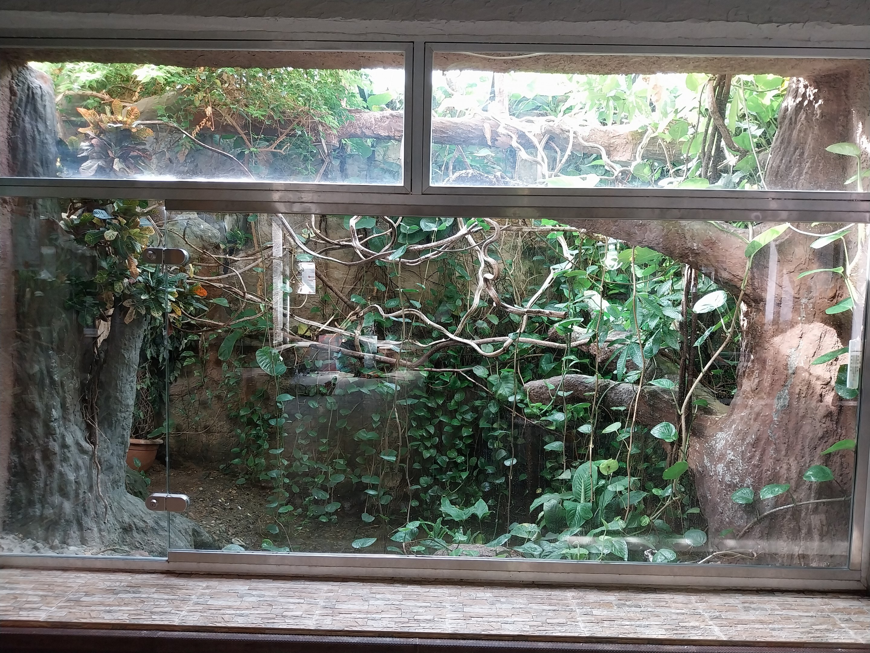 Vivarium - Mata-Mata (Chelus fimbriata) and White-rumped Shana (Copsychus malabaricus)