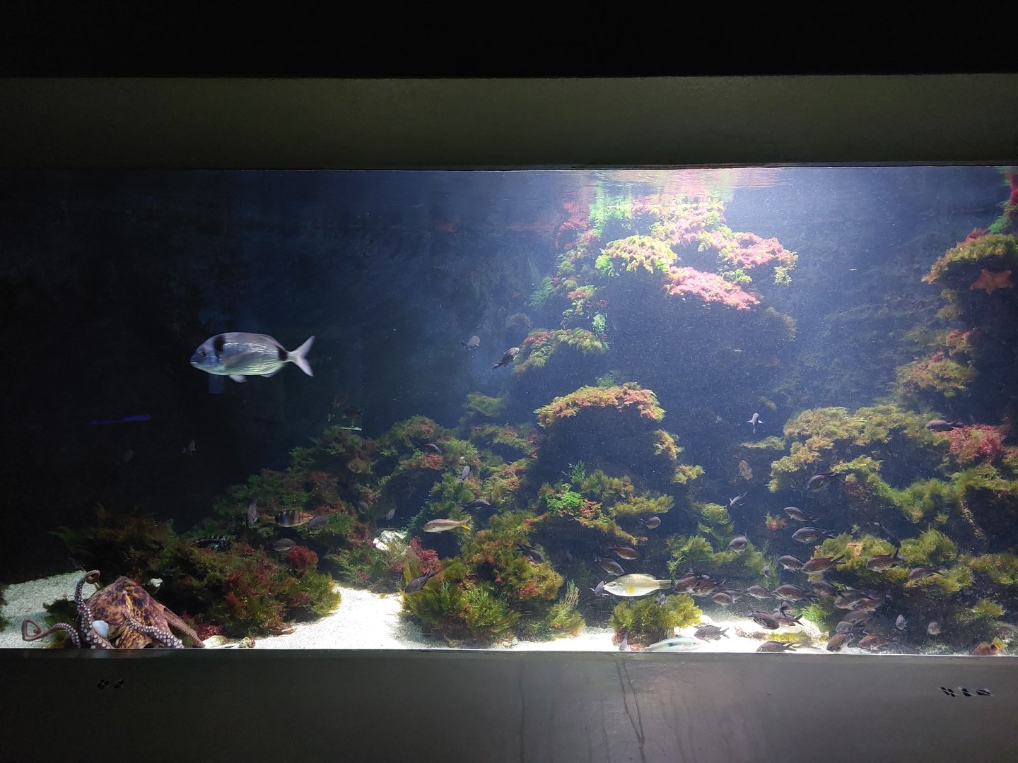 Vivarium - Mediterranean aquarium