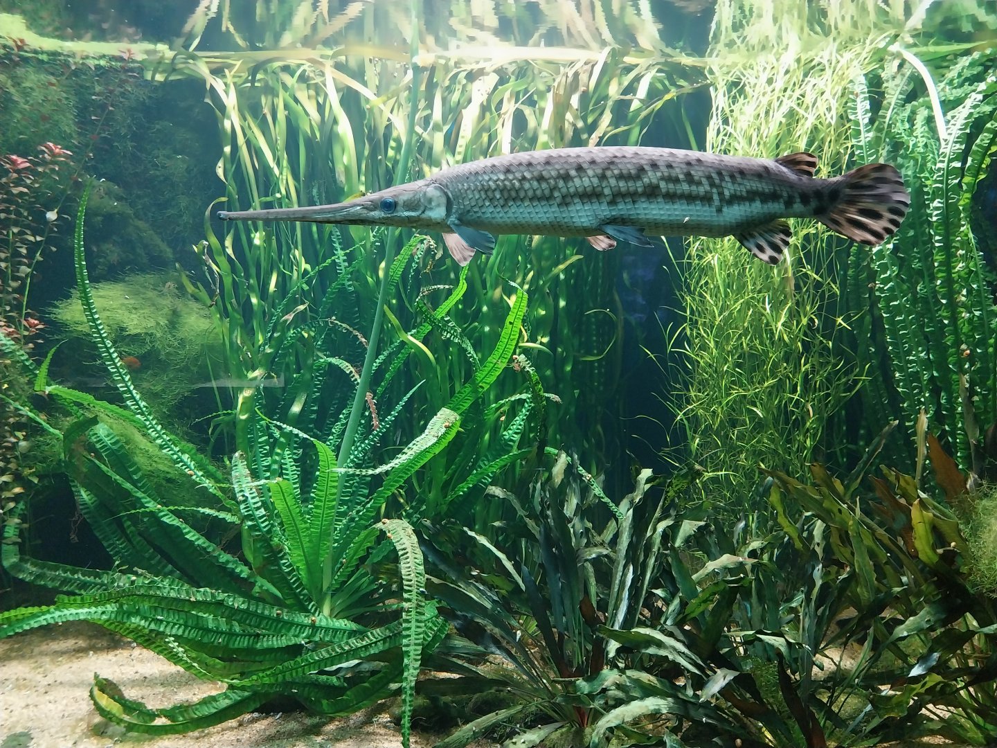 Vivarium - Mississippi - Longnose gar (Lepisosteus osseus)