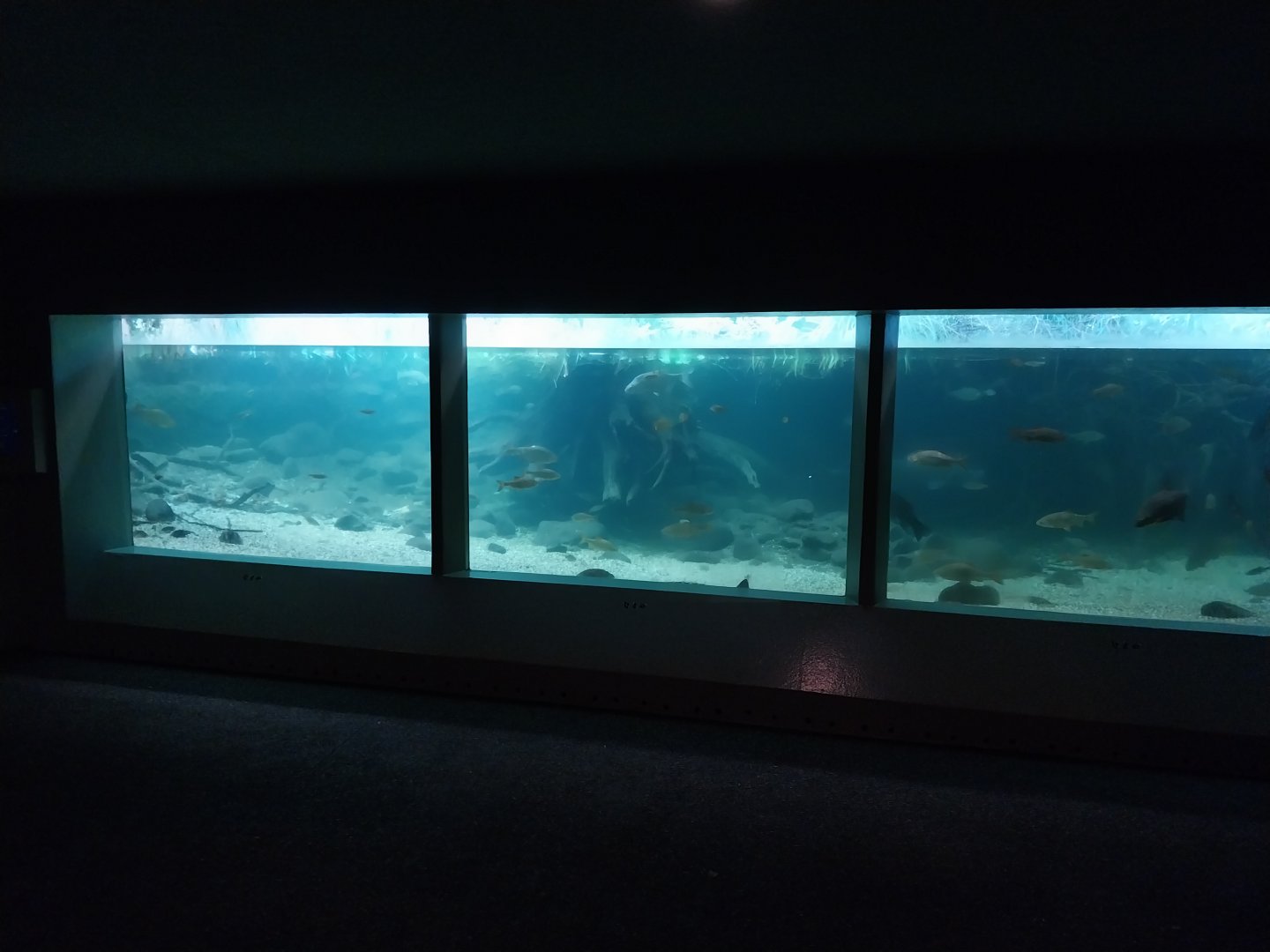 Vivarium - Native fish aquarium