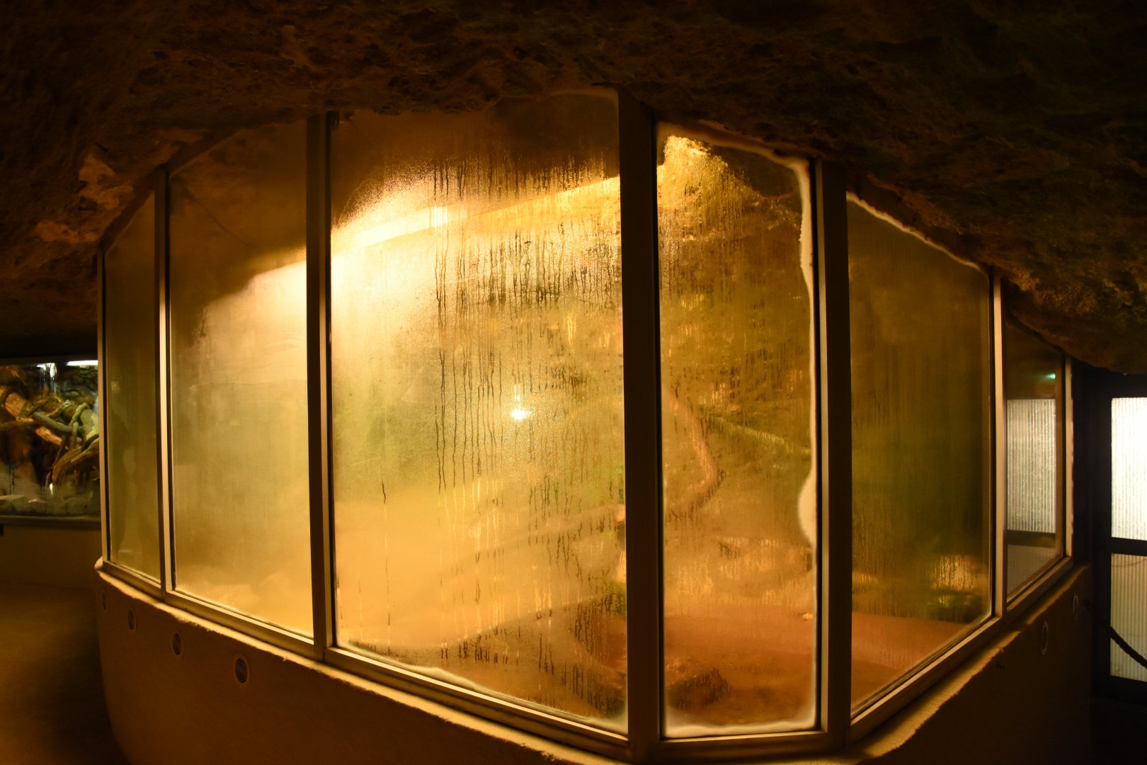 Vivarium - Nile Monitor terrarium