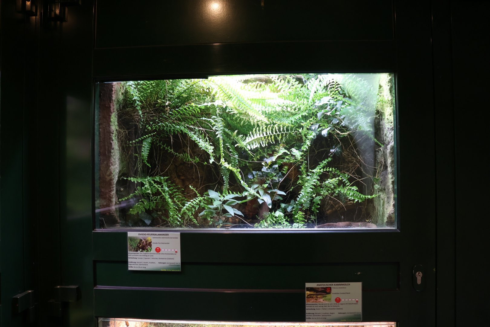 Vivarium - Oviedo Fire Salamander (Salamandra salamandra bernardezi)