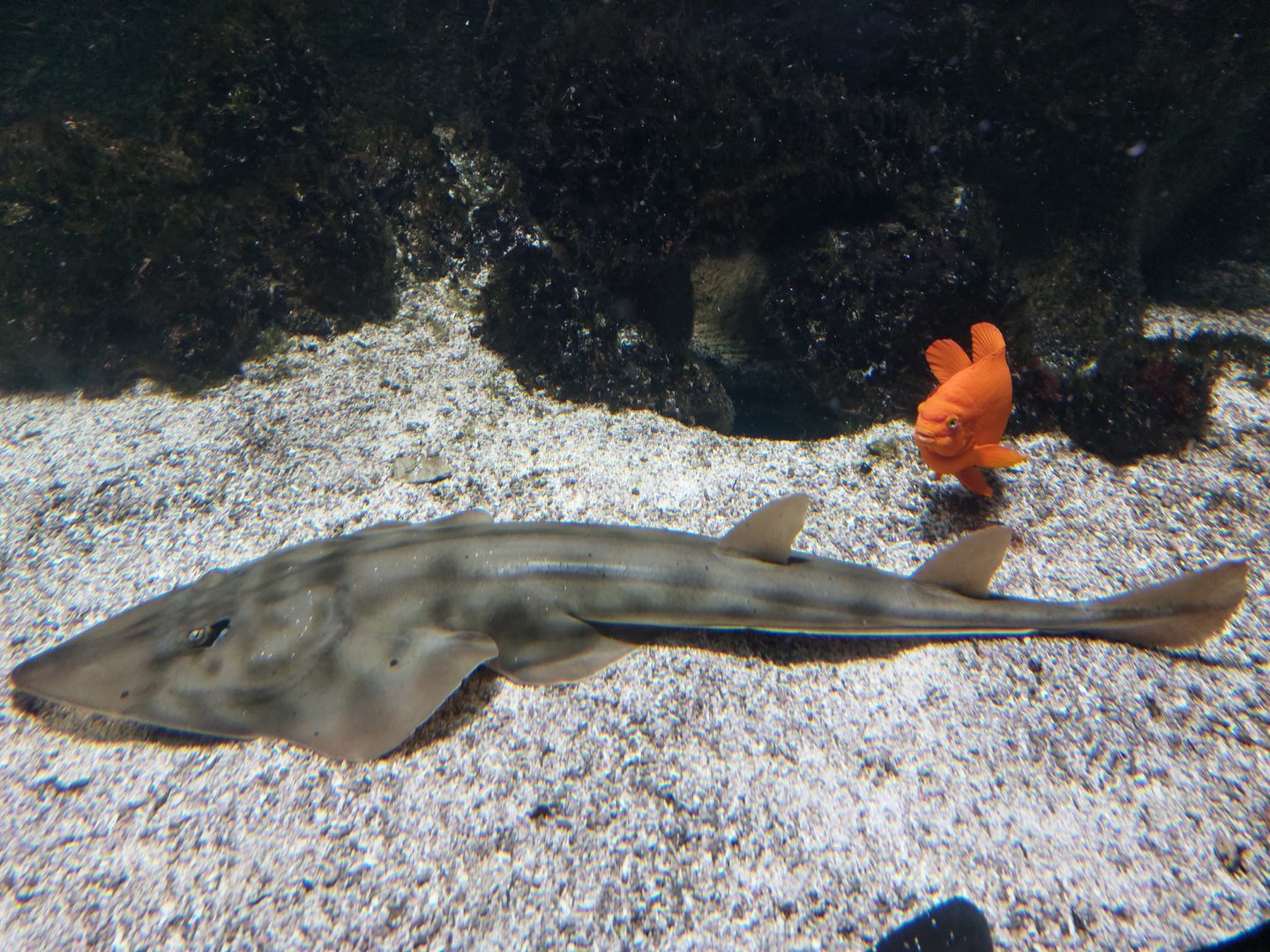 Vivarium - Pacific guitar ray